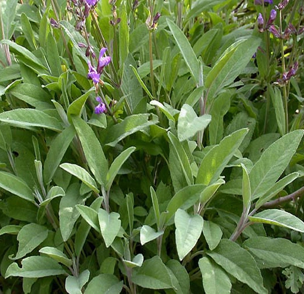 Сальвия (Шалфей) лекарственная (овощная, пряная)