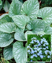 Бруннера крупнолистная 'Сильвер Вингс'