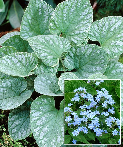 Бруннера крупнолистная 'Сильвер Вингс'