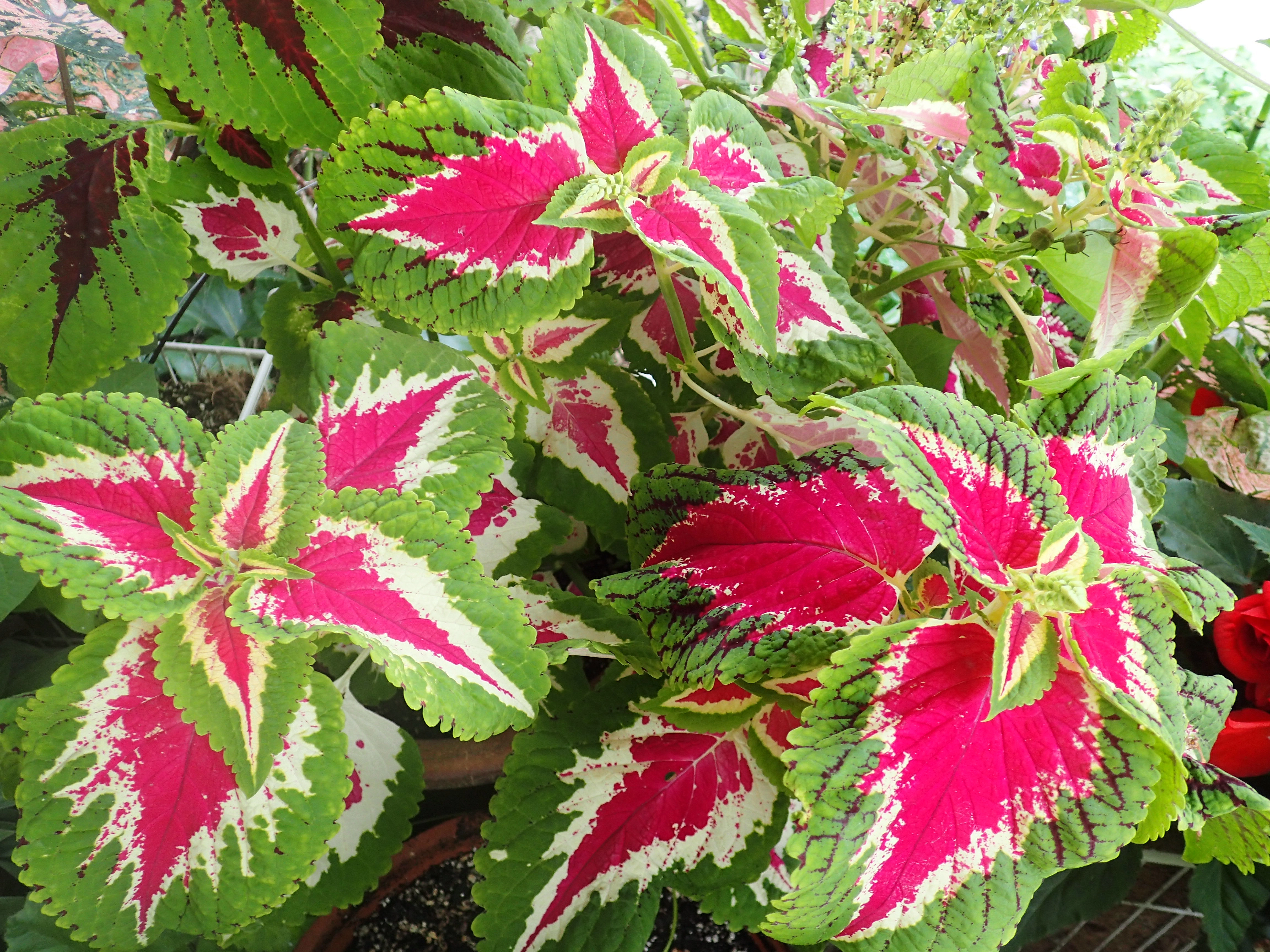 Колеус Блюма 'Визард Роуз' (темно-розовый с зелеными краями)