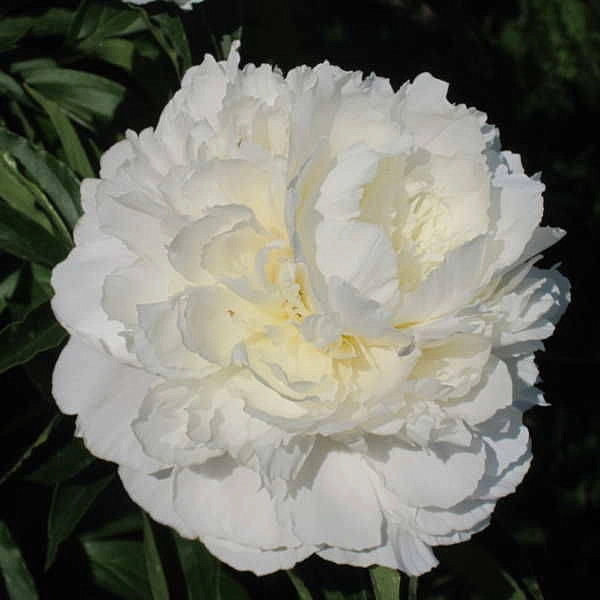 Пион молочноцветковый 'Алиса Хардинг' (розовый)