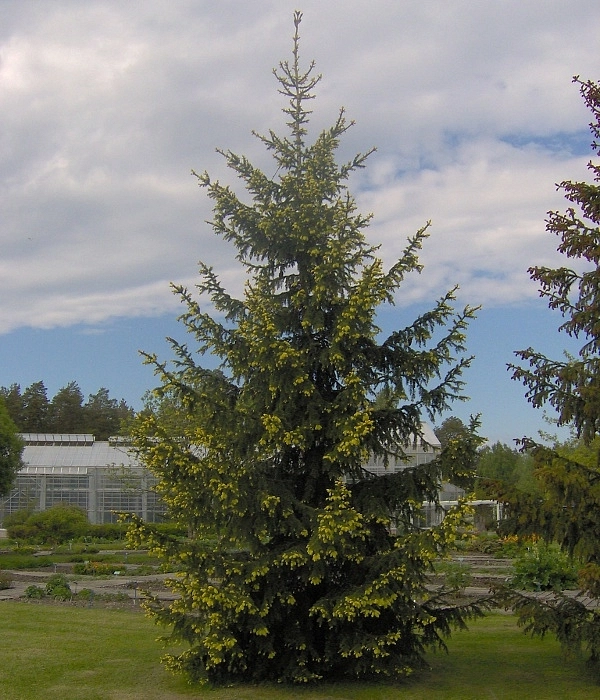 Ель колючая 'Ауреа'