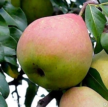 Груша 'Россошанская поздняя'