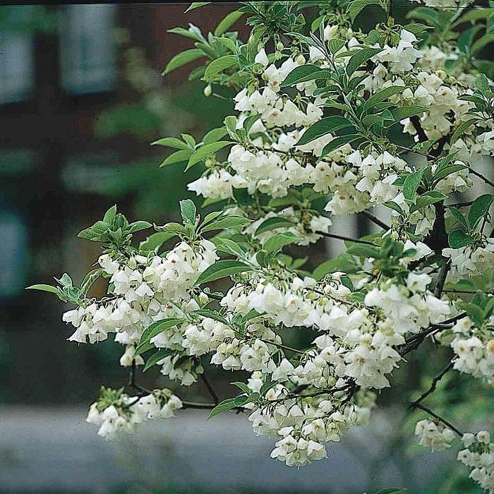 Халезия  каролинская