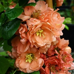 Айва прекрасная 'Гейша Герл'