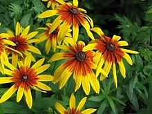 Рудбекия 