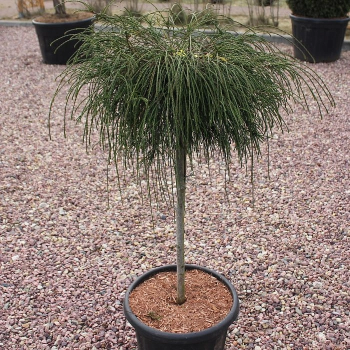 Туя складчатая 'Випкорд'