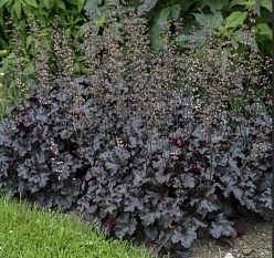 Гейхера 'Черная Жемчужина'