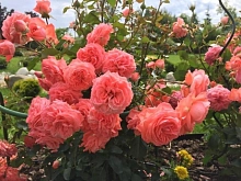 Роза 'Клайминг Кимоно' (плетистая) (розовая)