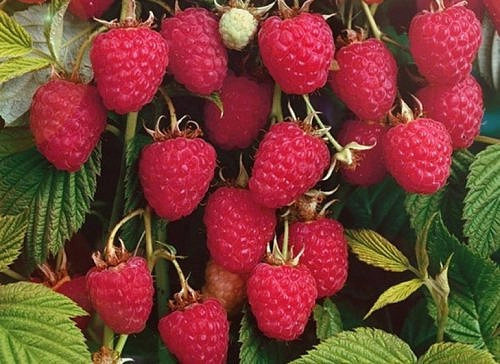 Малина 'Колокольчик'