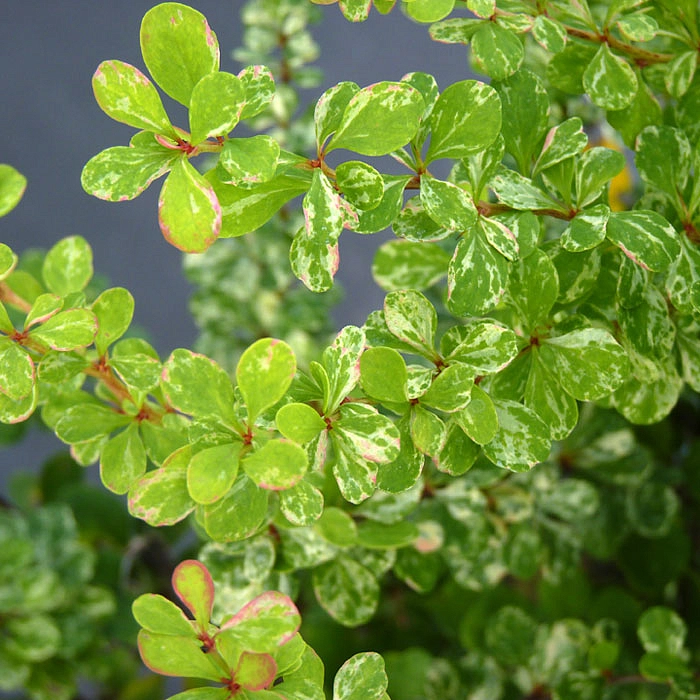 Барбарис Тунберга 'Келлерис'