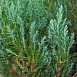 Можжевельник горизонтальный 'Блу Форест'
