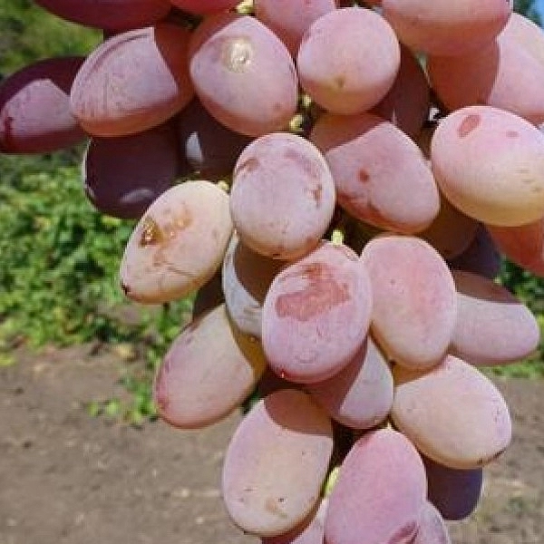 Виноград 'Юбилей Кострикина'