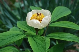 Пион крупнолистный