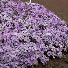 Флокс шиловидный 'Бенита'