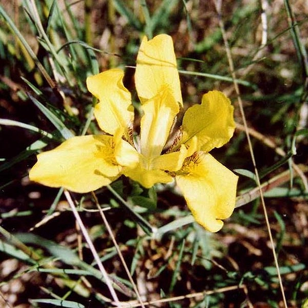 Ирис приземистый желтый (humilis gelb)