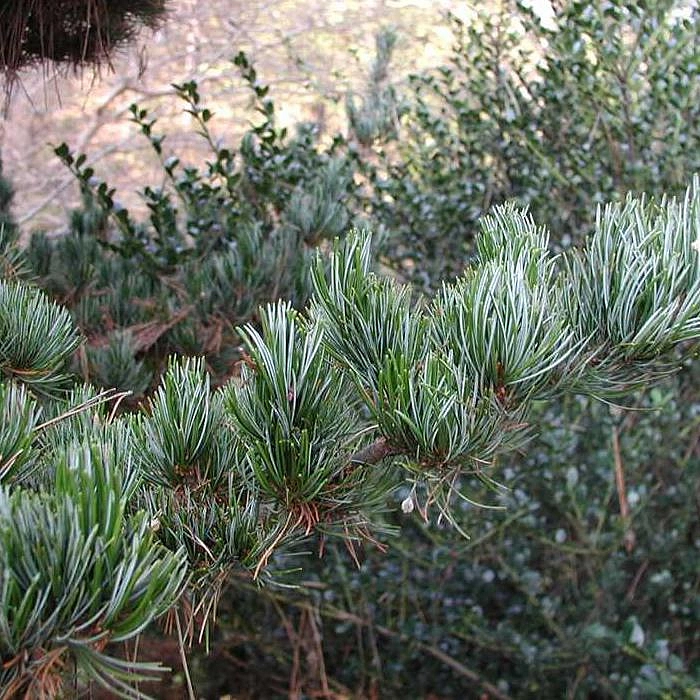 Сосна мелкоцветная Глаука (parviflora Glauca)