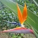 Стрелиция королевская (Strelitzia reginae)