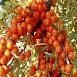 Облепиха 'Янтарная'