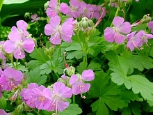 Герань кантабрийская 'Кембридж'