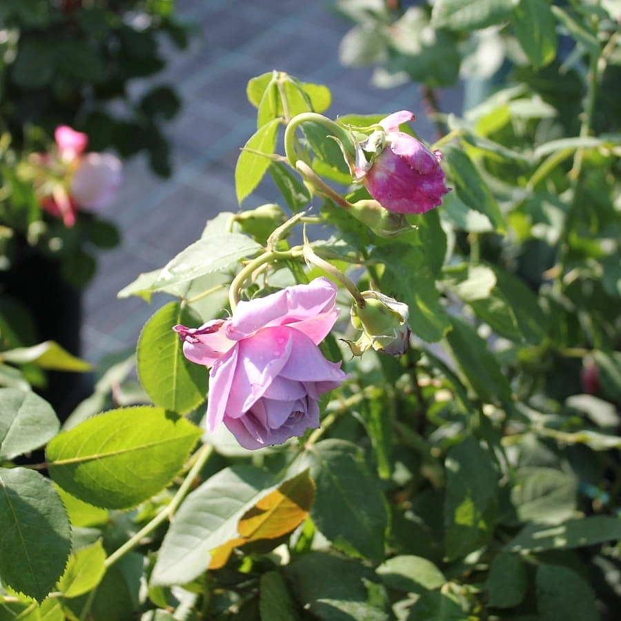 Роза 'Новалис' (флорибунда) (фиолетовая) Роза 'Новалис' (флорибунда) (фиолетовая)