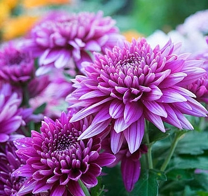 Хризантема фиолетовая