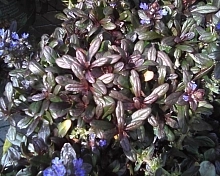 Живучка ползучая 'Шоколад Чип'