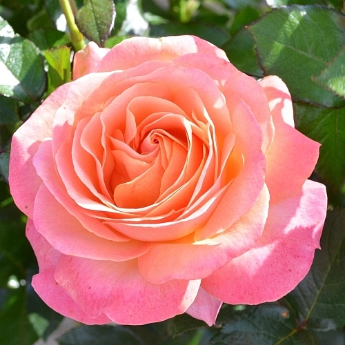Роза 'Ла Палма' (чайно-гибридная) (персиково - розовая)