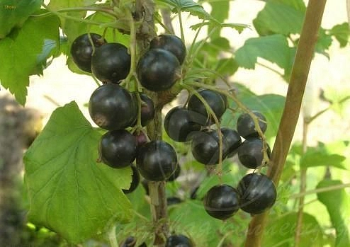 Смородина черная 'Созвездие'