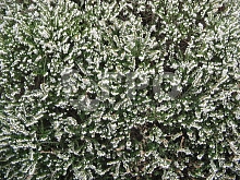 Эрика дарленская 'Силберсмелз'