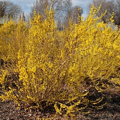 Форзиция промежуточная (средняя) 'Миниголд'