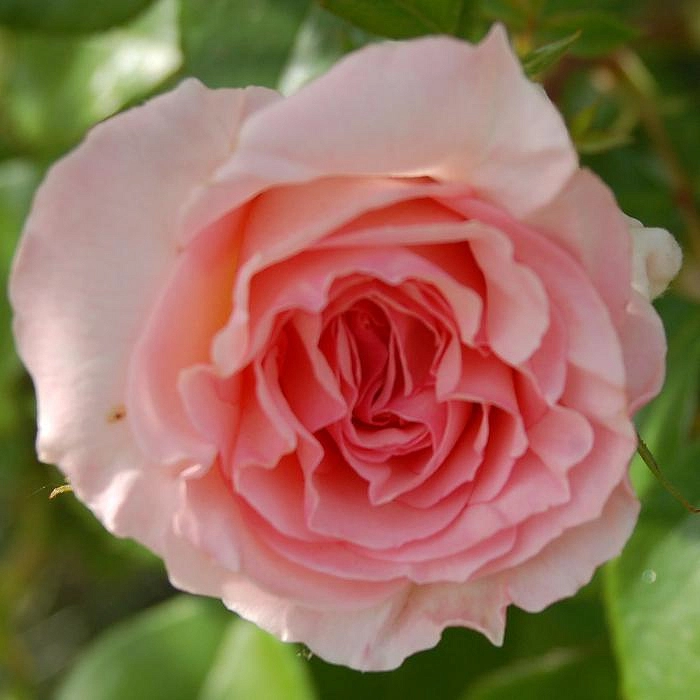 Роза Бременские музыканты (Bremer Stadtmusikanten)