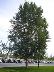 Тополь Симона