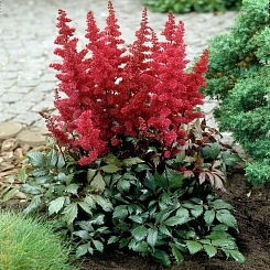 Астильба Арендса 'Этна' (красная)