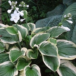 Хоста гибридная (вздутая, волнистая) 'Диана Ремемберед'