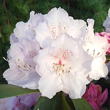 Рододендрон якушиманский 'Шнеекроне' (белый)