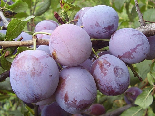 Слива 'Ренклод Советский'