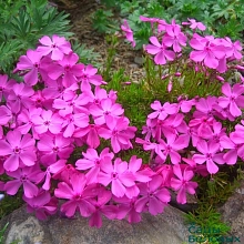 Флокс шиловидный 'Мак Дэниелс'