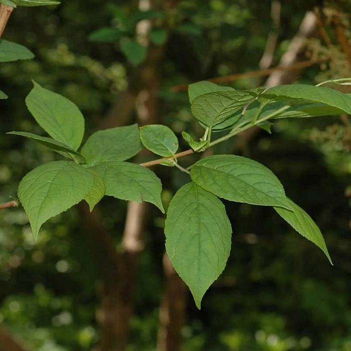 Халезия  каролинская