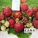 Земляника (клубника) 'Кама'