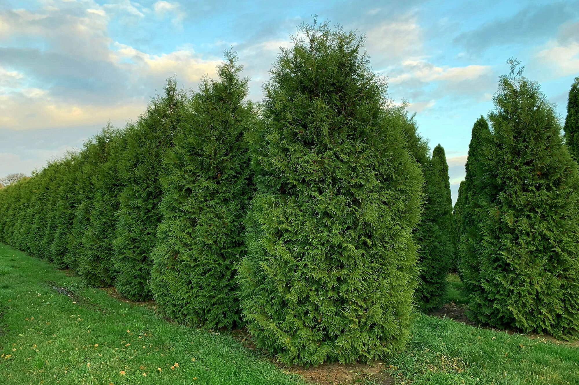 Туя западная 'Брабант'