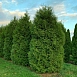 Туя западная 'Брабант'
