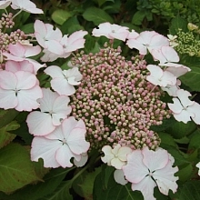 Гортензия крупнолистная 'Лов ю Кисс'