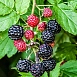 Малина черная 'Кумберленд'