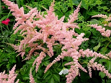 Астильба Арендса 'Брессингем Бьюти' (белая)