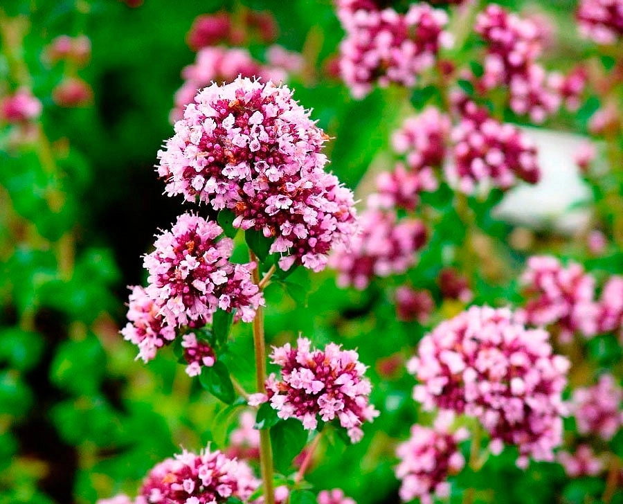 Душица обыкновенная (розовая)