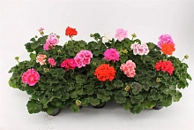 Пеларгония (микс)