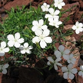 Гвоздика травянка 'Альбифлорус'