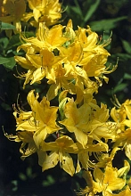 Рододендрон желтый (азалия) (желтый)