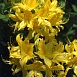 Рододендрон желтый (азалия) (желтый)